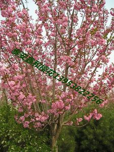 [樱花的品种]日本晚樱-山东泰安鑫和日本晚樱花基地