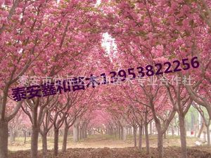 17-18公分樱花树价格