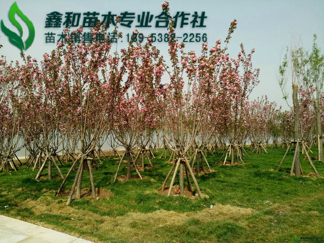 \"IMG20150417094952\"