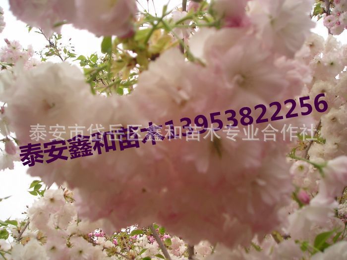 \"88294e9d4a2b071191a15339f1e842\"