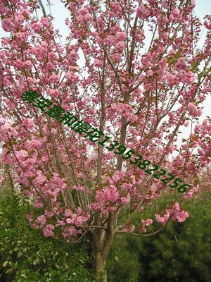 [樱花的品种]日本晚樱-山东泰安鑫和日本晚樱花基地